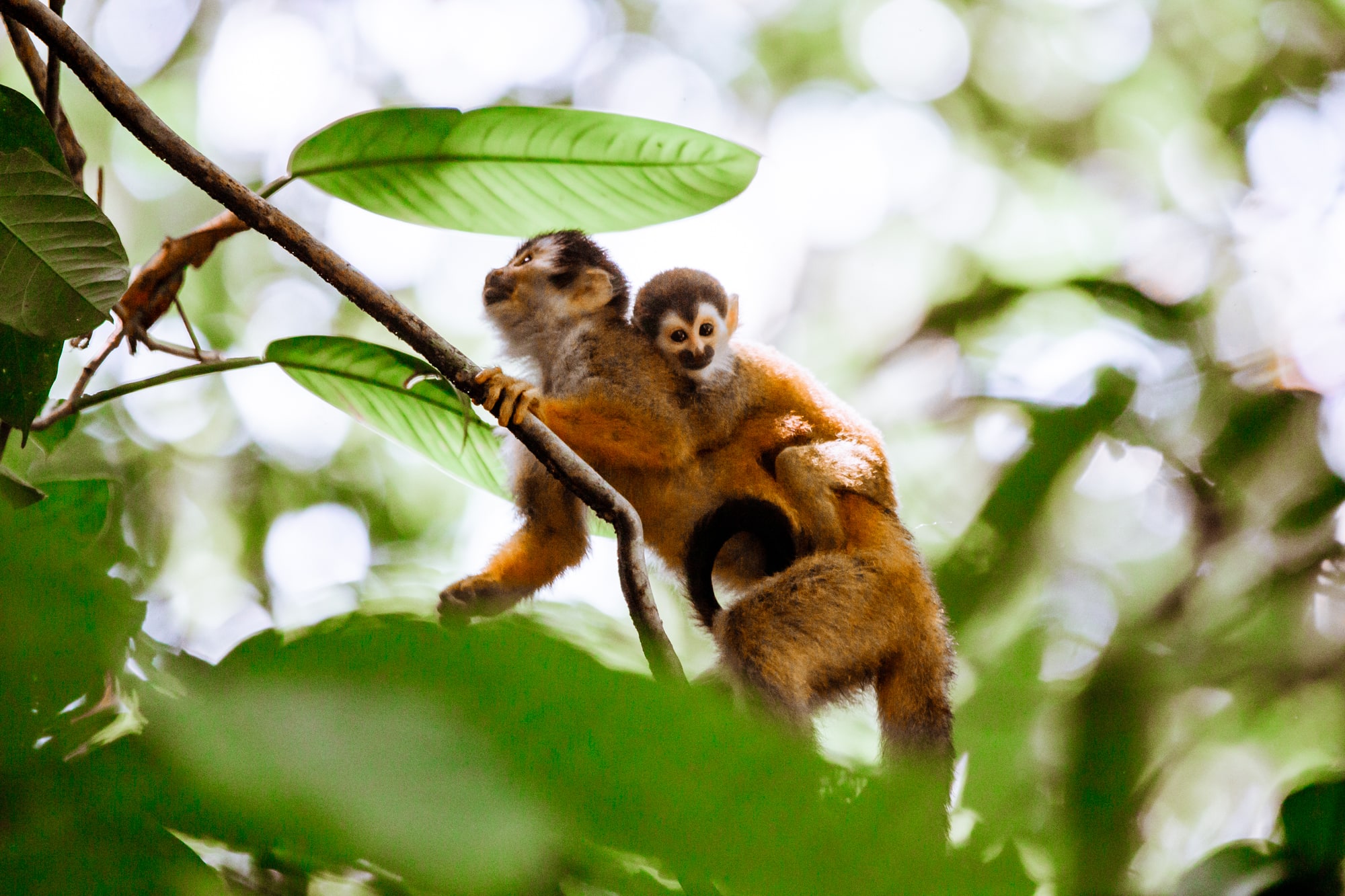 Into the Jungles of Costa Rica