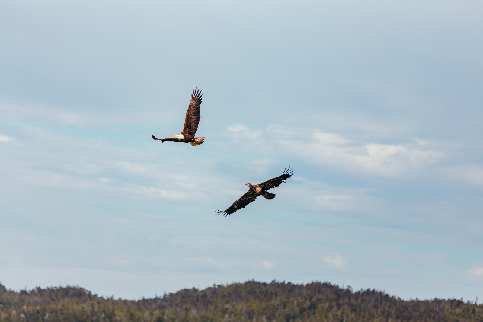Battle of the Eagles